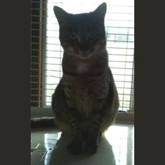Photo of Missy