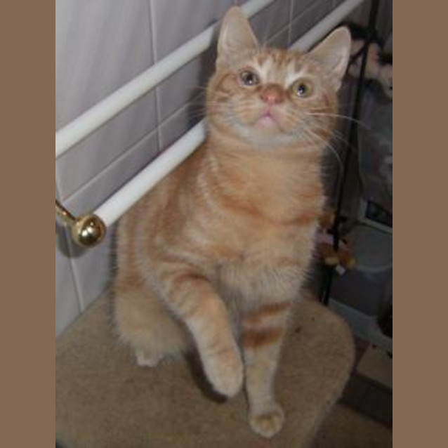 Photo of Harley