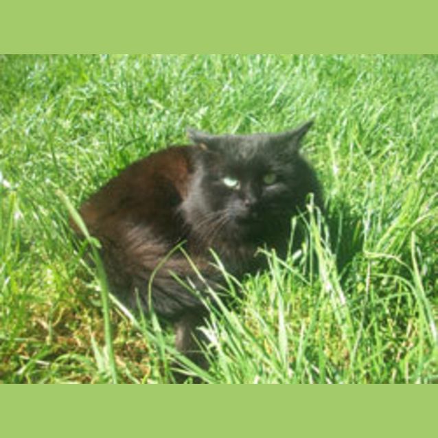 Photo of Baloo