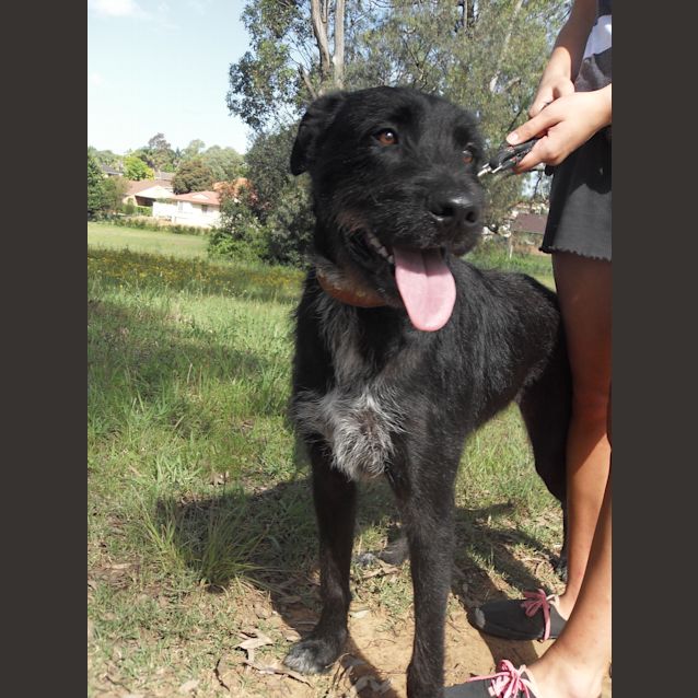 Photo of Comet