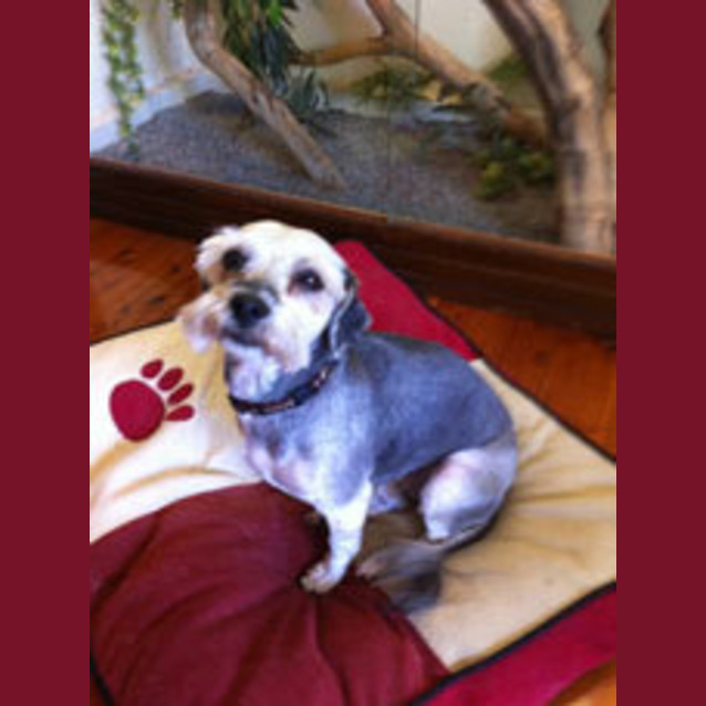 Photo of Daisy