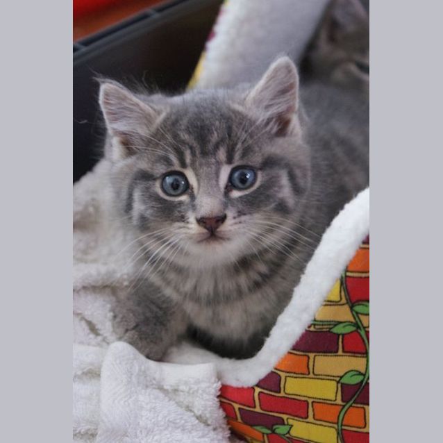 Photo of Colby   Adopted!