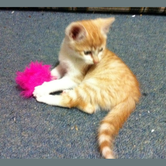 Photo of Noah   Adopted!