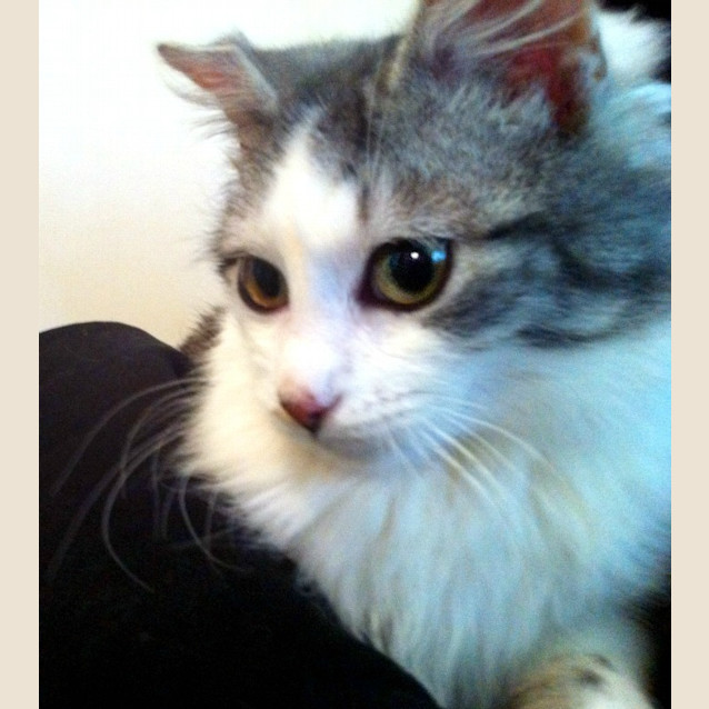 Photo of Joey   On Trial In His New Home!