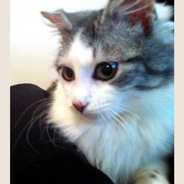 Photo of Joey   On Trial In His New Home!