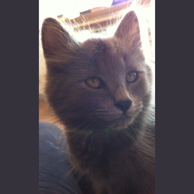 Photo of Benji