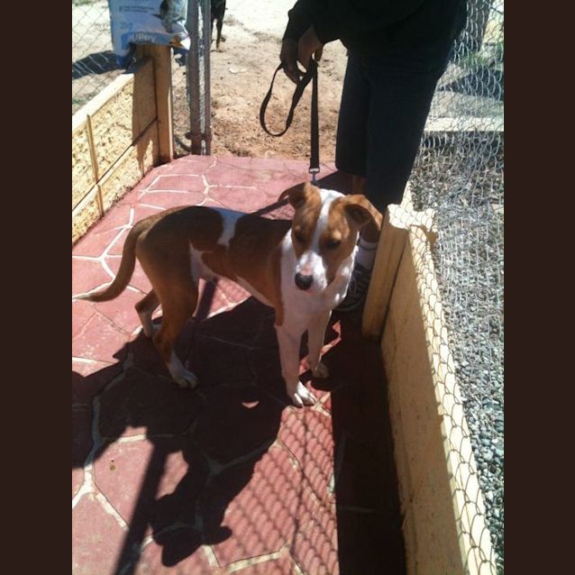 Photo of Waggs Av305 *Adoption  Pending*