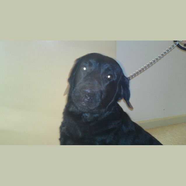 Photo of Harley Foster Carer Need By Tuesday 20th September