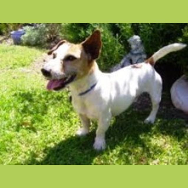 Photo of Buster   Adoption Pending