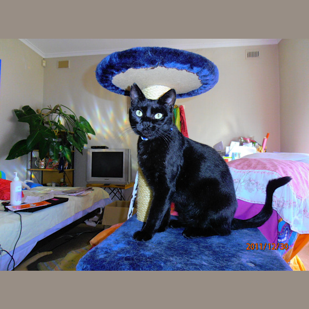 Photo of Mika