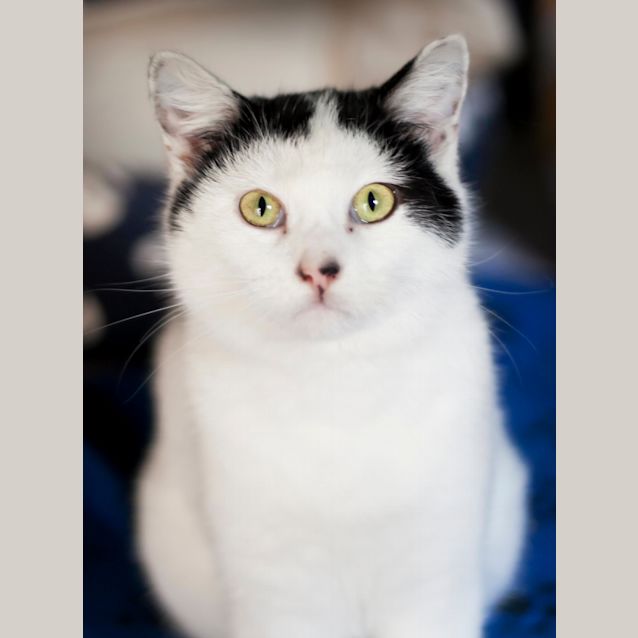 Photo of Aiko
