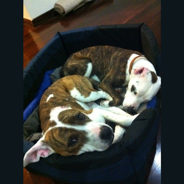 Photo of Pearl And Lily  Two Sisters Looking For A Home