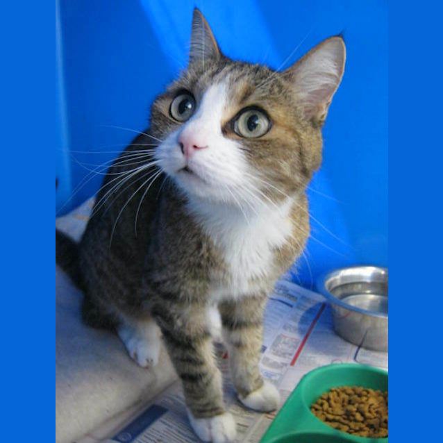 Photo of Zelda