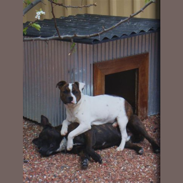 Photo of Bella
