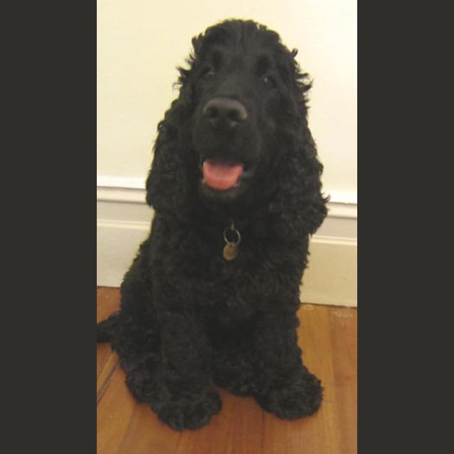 Photo of Bailie
