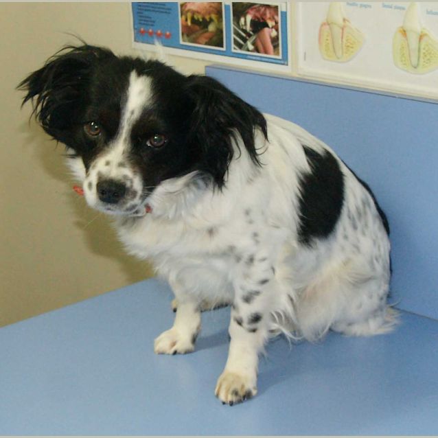 Photo of Poppett