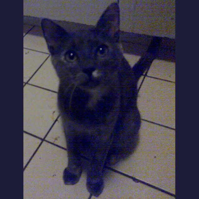 Photo of Chippy
