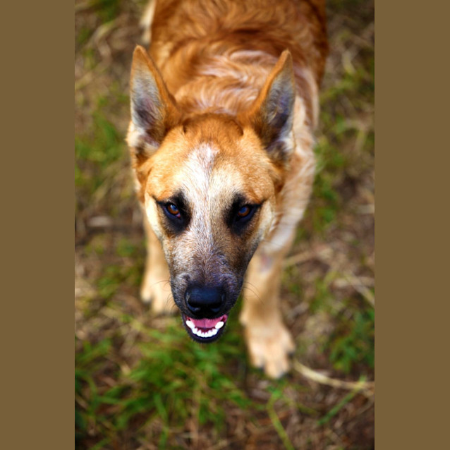 Photo of Bluey