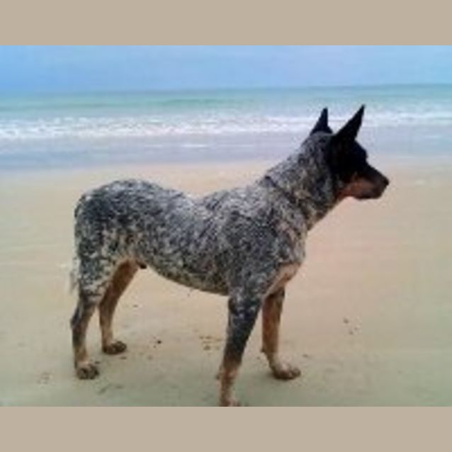Photo of Blue