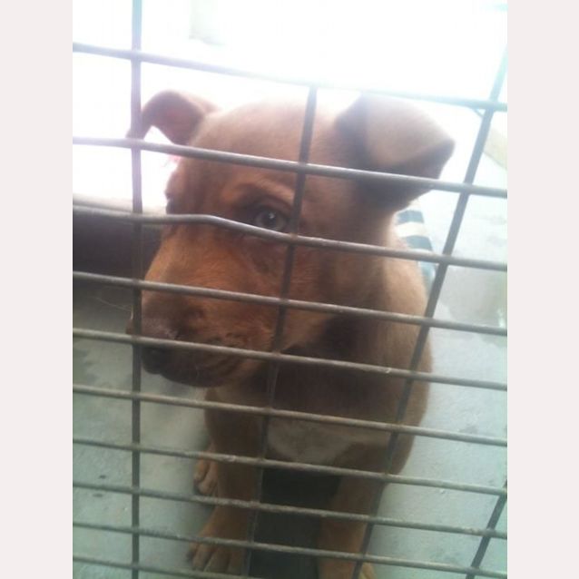 Photo of Chowder *Adoption Pending*