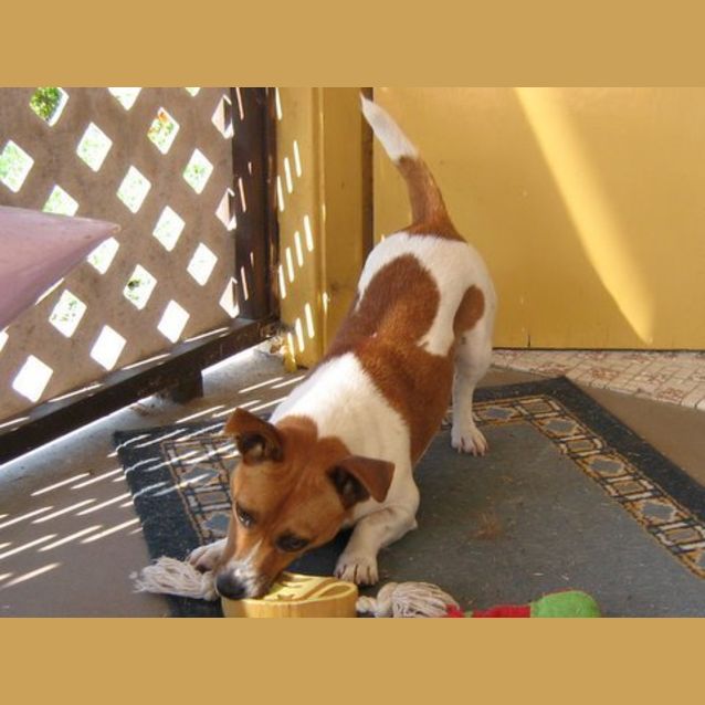 Photo of Trixi (On Trial)