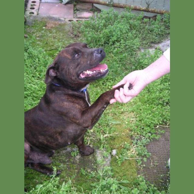 Photo of Buddy