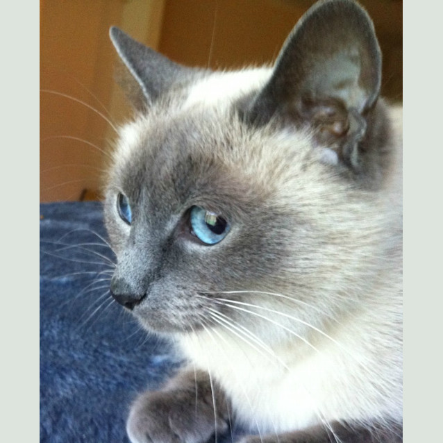 Photo of Mia   On Trial In Her New Home!