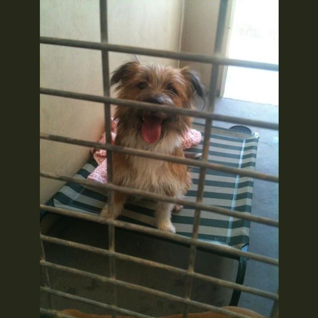 Photo of Scruffy *Foster Or Forever Home Needed*