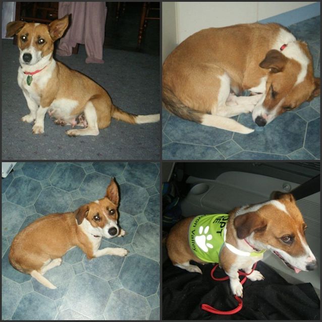 Photo of Ellie Av312 Adoption Pending