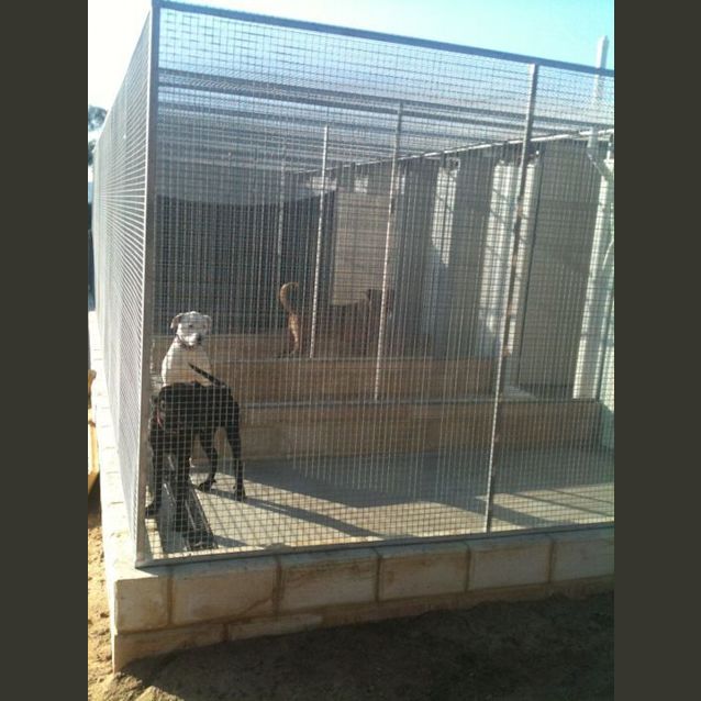 Photo of Zambo *Adoption Pending*