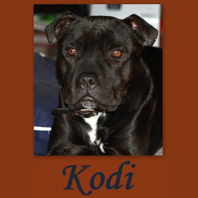 Photo of Kodi