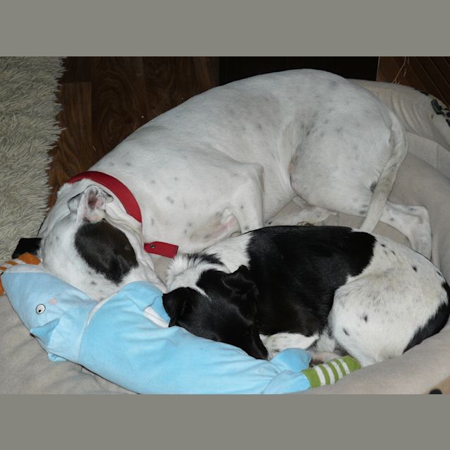 Photo of Buddy
