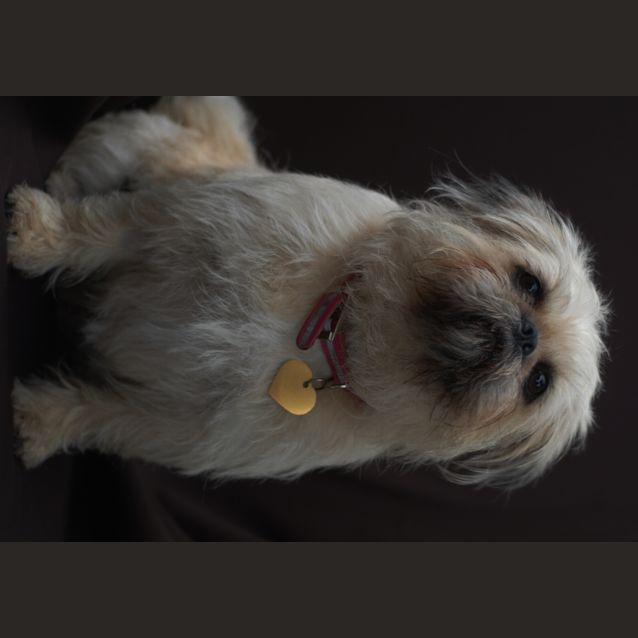 Photo of Juno