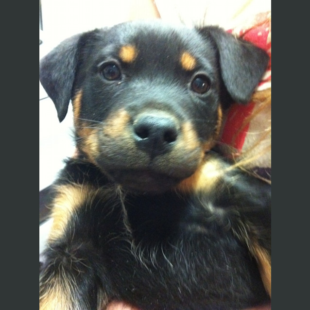 Photo of Boss   Adopted