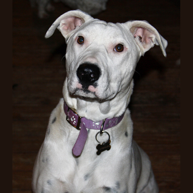 Photo of Chloe * This Special Girl Is Deaf *