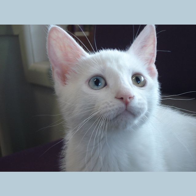 Photo of David Bowie