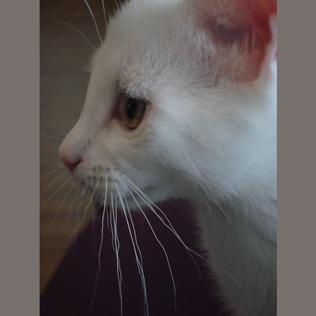 Photo of David Bowie