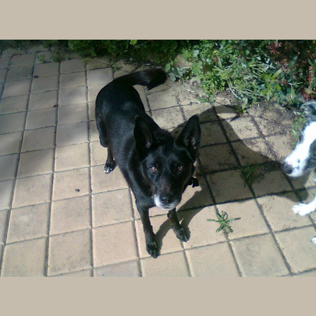 Photo of Chelsea  Perfect Dog Urgent Foster Care By Weekend