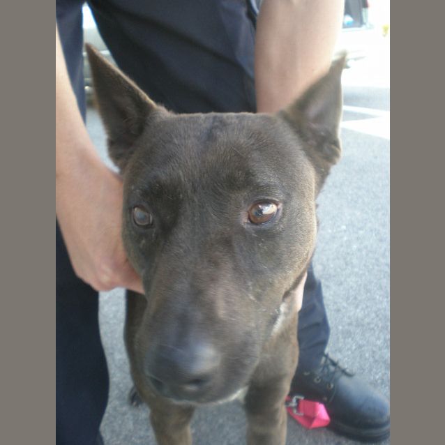 Photo of Shadow And Tikani Are In The  Pound