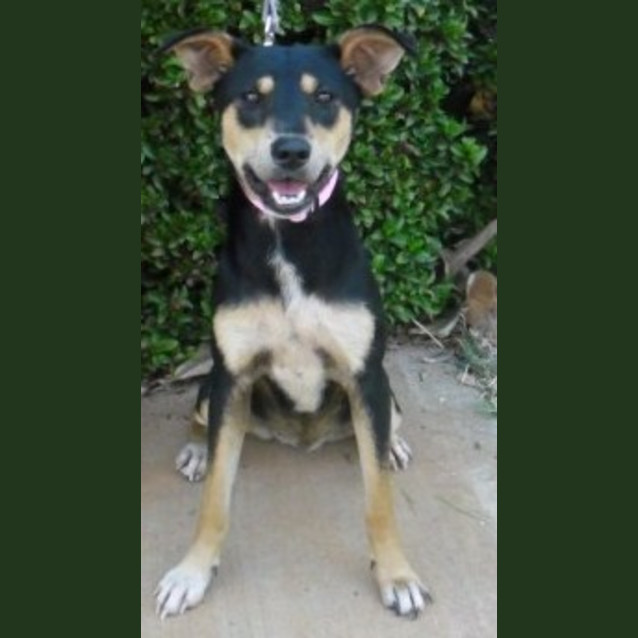 Photo of Shalimer(d1965)*Adopted*