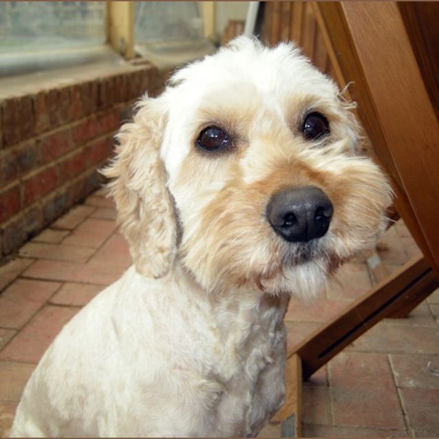 Photo of Maisie   On Trial In Her New Home!