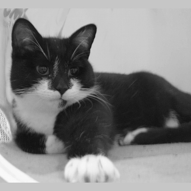 Photo of Pepsi