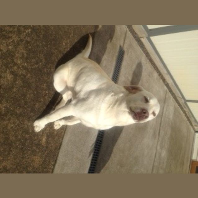 Photo of Max **Must Be Rehomed With Bear**