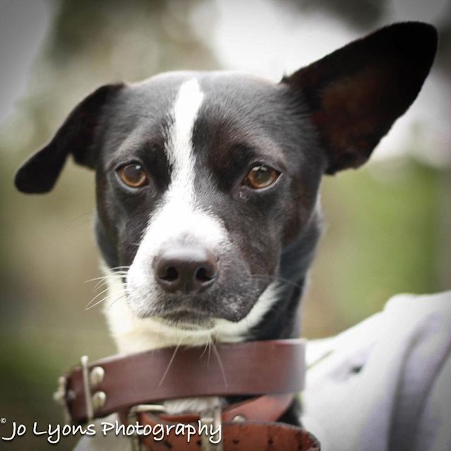 Photo of Carlos * On Hold* Adoption Pending