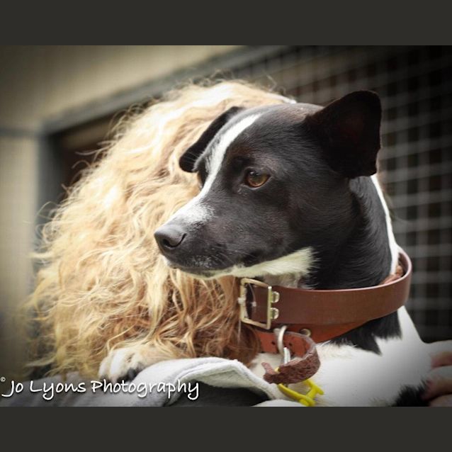 Photo of Carlos * On Hold* Adoption Pending