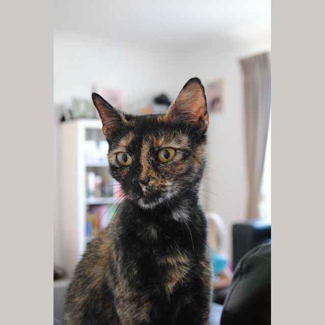 Photo of Priscilla