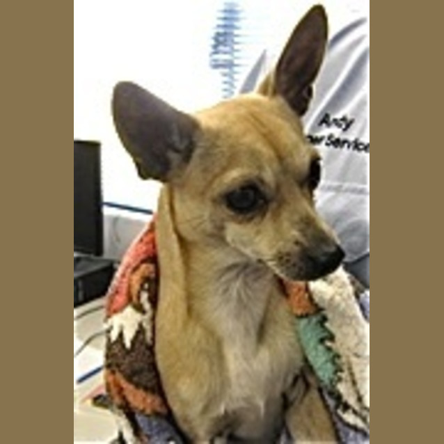 Photo of Urgent Foster Care