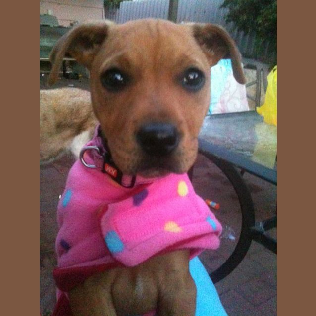 Photo of Cutie Pie