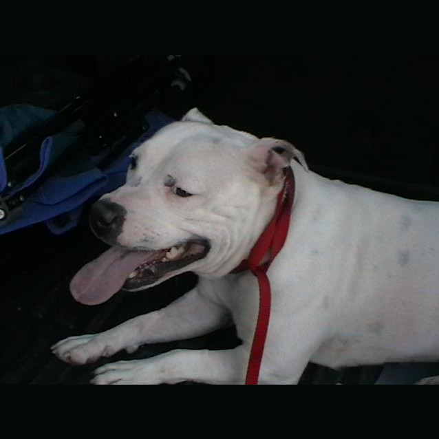 Photo of Bronte