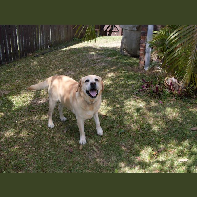 Photo of Bear